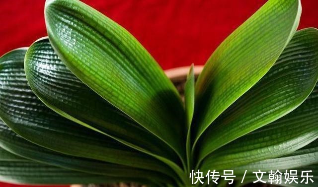 为什么盆栽君子兰长势不佳找准这3方面原因,叶片突突长不停