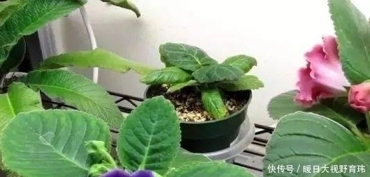 3种喜阴花,放在北阳台,少晒太阳,少管它,清清爽爽开满花