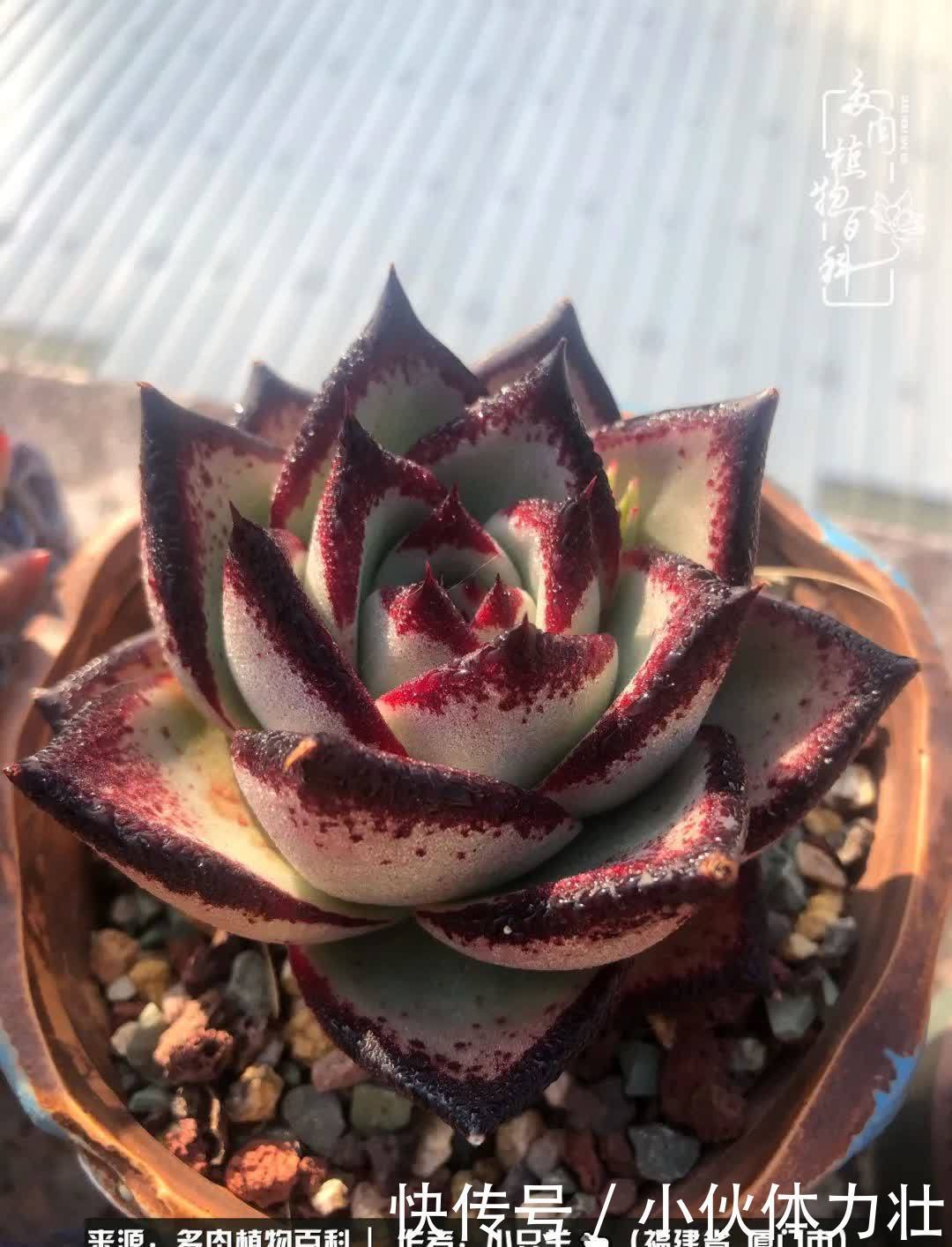 多肉,似星辰大海般的璀璨!