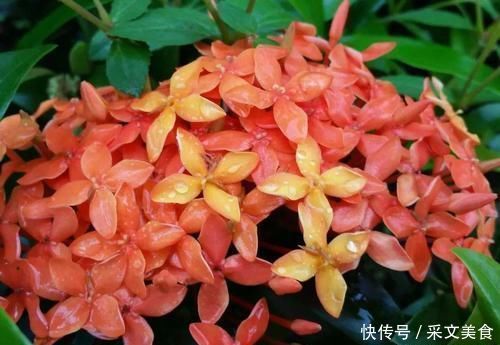 四季花开不停的龙船花,比绣球花好养,被人称作水绣球花