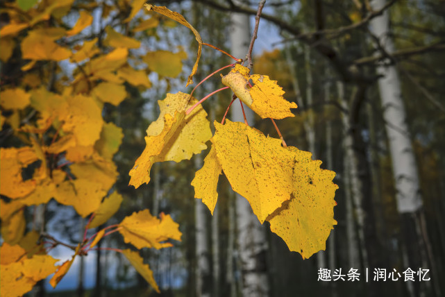 入秋了，吃牛肉羊肉不如此菜，合理“贴秋膘”，应季而食顺利度秋