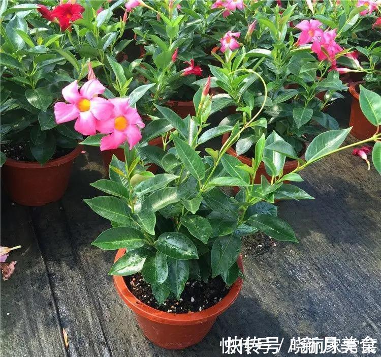 花友|养花很容易上瘾,一个“中毒太深”的花友自述,看完你还敢养花吗