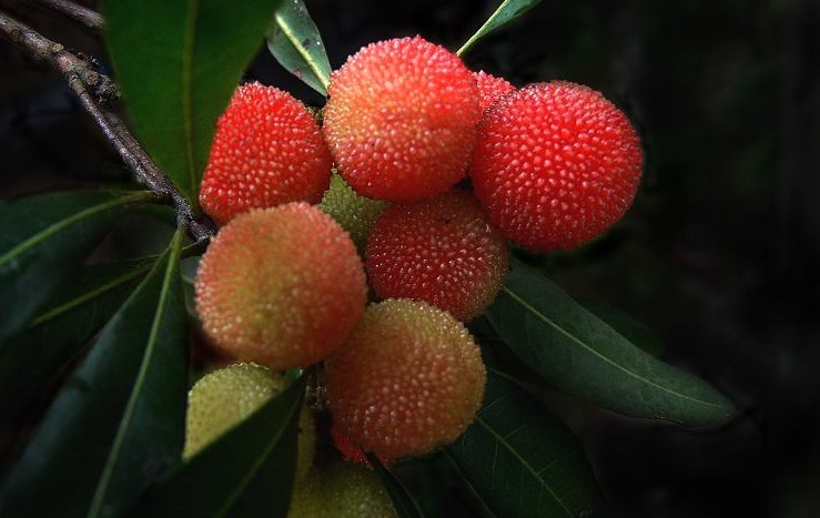 草莓|原来子宫肌瘤怕“它们”,女人三天两头食用,子宫肌瘤全不见