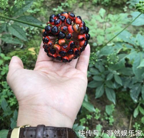 头冠|农村这种野草,果实长得像“鸡冠”,根200一斤,遇到请保护它