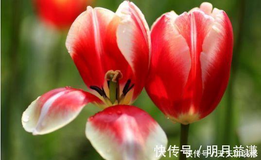 大丽花|阳台养此几朵花,花开不断,花期长达200天