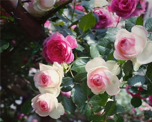  不用担心|养月季，冬天“巧修剪”，来年开花翻3倍