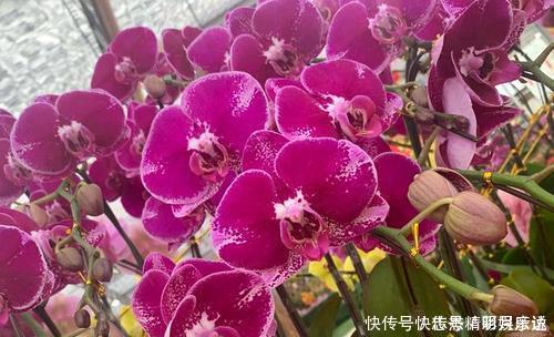 别再花钱买花肥，给花喝勺神仙水，四季油绿开花旺，施肥都省了