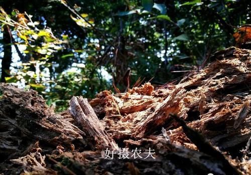 营养土的自制方法，兰友说：这样就简单了，明天开始做