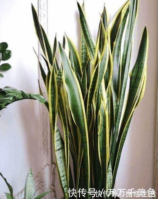 叶片|家养4种花,个个都是财神爷,几个月不浇水,照样长得旺