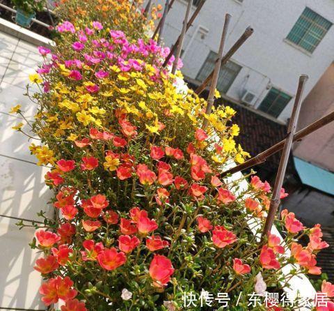 霜降|太阳花开花少,试试这个方法,花比叶多,开花到霜降