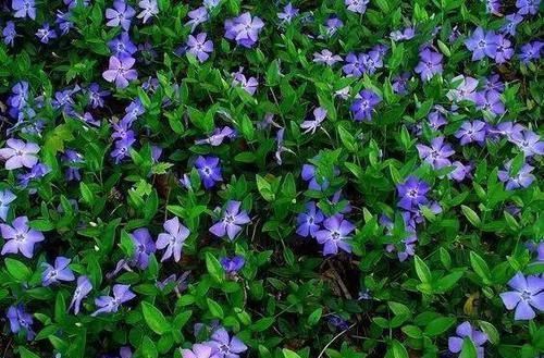 10种出彩的庭院地被花儿,最适合的才是最好的