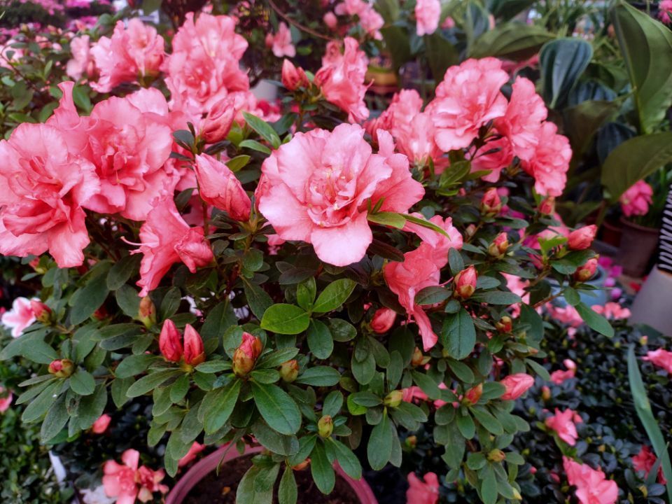 冬季养护杜鹃花,做好4个小“细节”,株型美观,花朵成簇