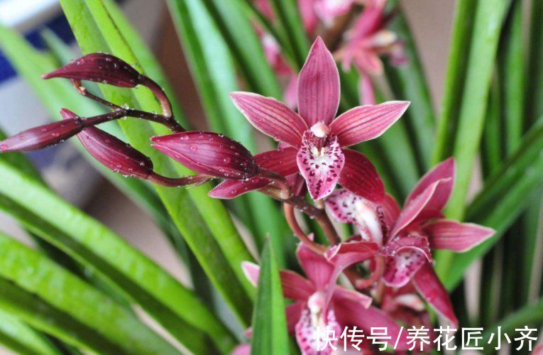 墨兰迟迟不长花苞，只要状态好，做好3件事，照样能够开花