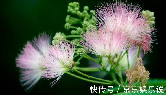 此花所代表的是言归于好,还是可以安神的花,就像是绒毛一样