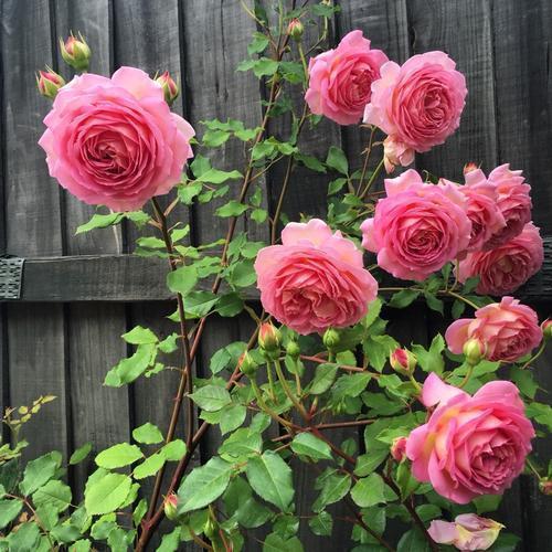 茶花|天冷了,3种花别“急着”搬进屋,在外“冻一冻”,开花又多又艳