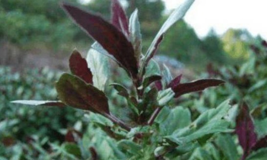 价值|农村不起眼的野草,营养丰富,价值高可菜可药