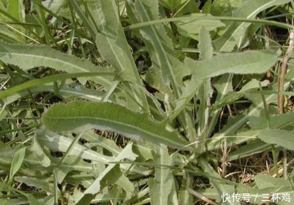 提个醒：在路边遇到这种野菜，一定要摘回家，有很大的用处
