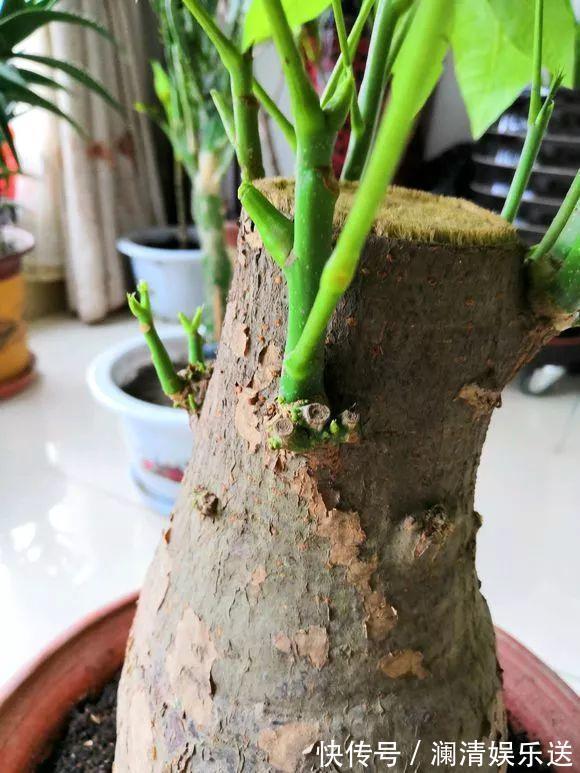 修剪|出门最容易“捡到”的5种花,拿回家剪几刀,不花钱成好看盆栽