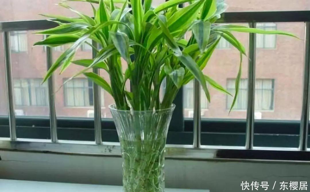 富贵竹、平安树叶子干枯发黄不用怕,教你几招轻松应对黄叶问题