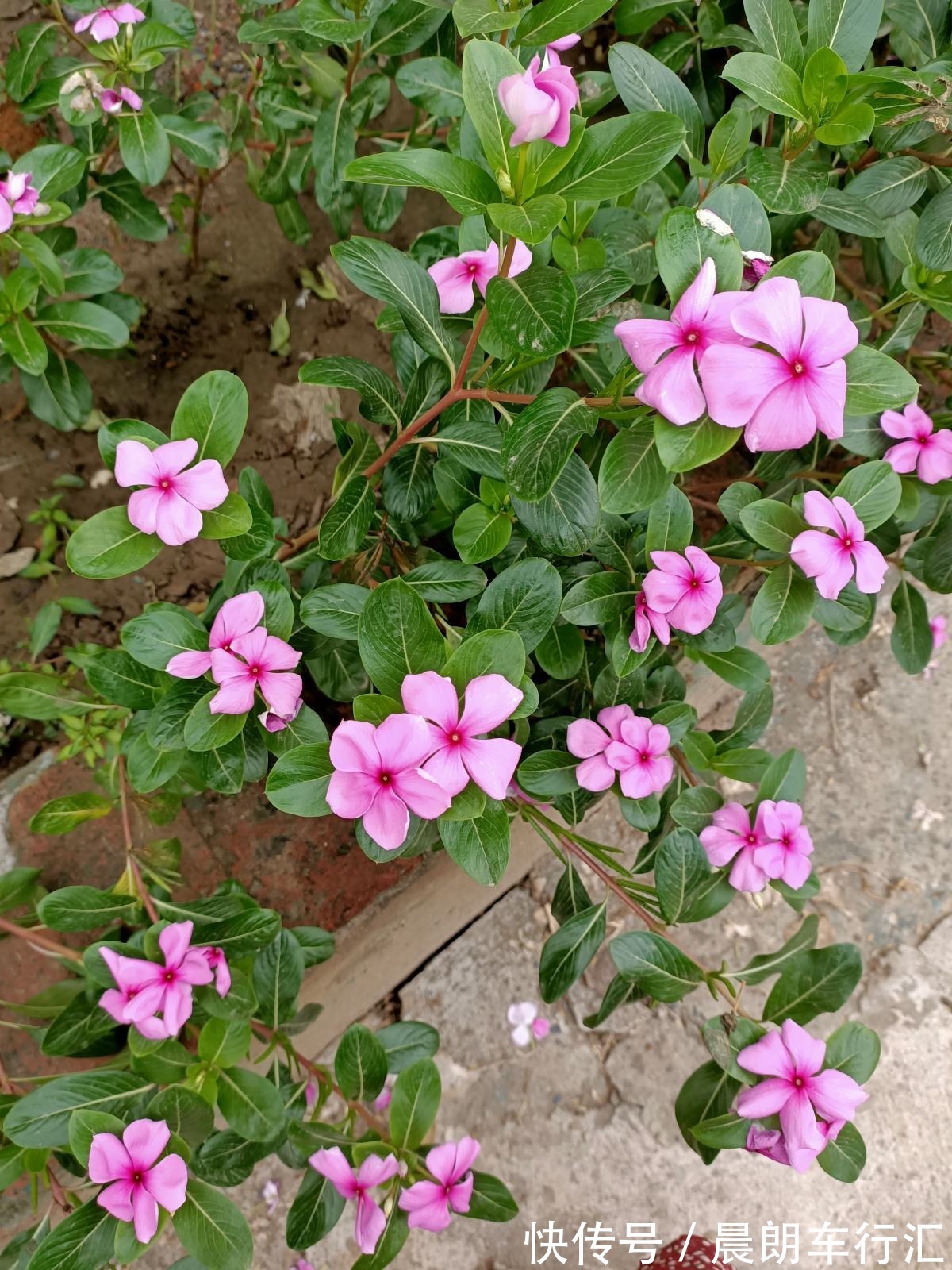 长春花|一年四季都开花的植物，养一盆性价比特高，还好养