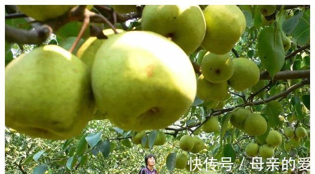 发育|“阻碍”孩子发育的水果或已公布，这3种平时尽量少吃，不妨了解