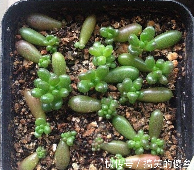 这九种花,随便扔土里,就能长成一片,开花不断