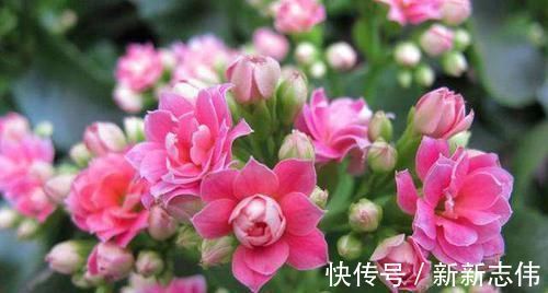 家庭种植长寿花,如何保持造型美观,花朵繁密,这些操作不能少