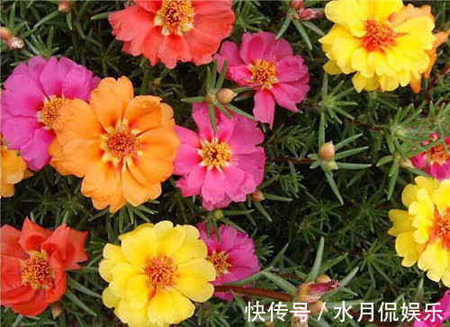3种花“最勤快”,年年开花“不停歇”,沾土就“旺”,1盆抵1