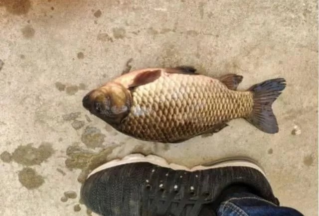 冬天用传统钓不会抓口?记牢这5个漂相,每次提竿都有大板鲫上岸