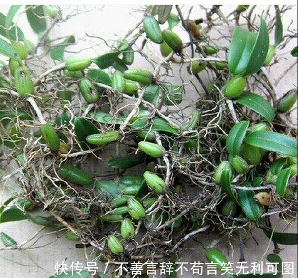 绿橄榄|农村长在石头上的''桃子'',城里人抢着摘,它炖猪肚能治胃痛