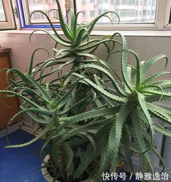 施肥|10年芦荟老桩，做成盆景超级好看，观赏价值特别高