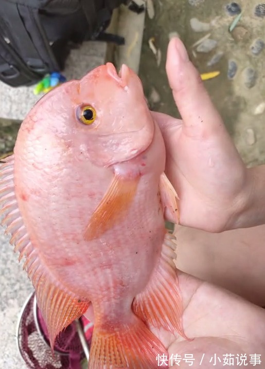 安徽河道出现罗非鱼合肥钓鱼人店埠河钓起怪鱼,随后放生