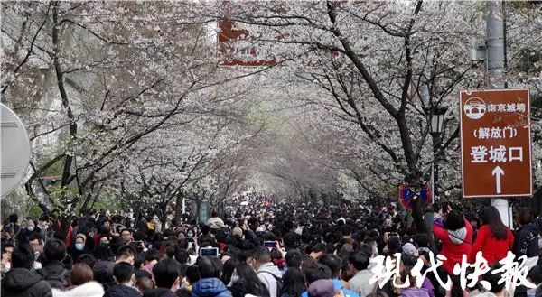 南京鸡鸣寺樱花被“挤”上热搜！赏花要抓紧，因为……