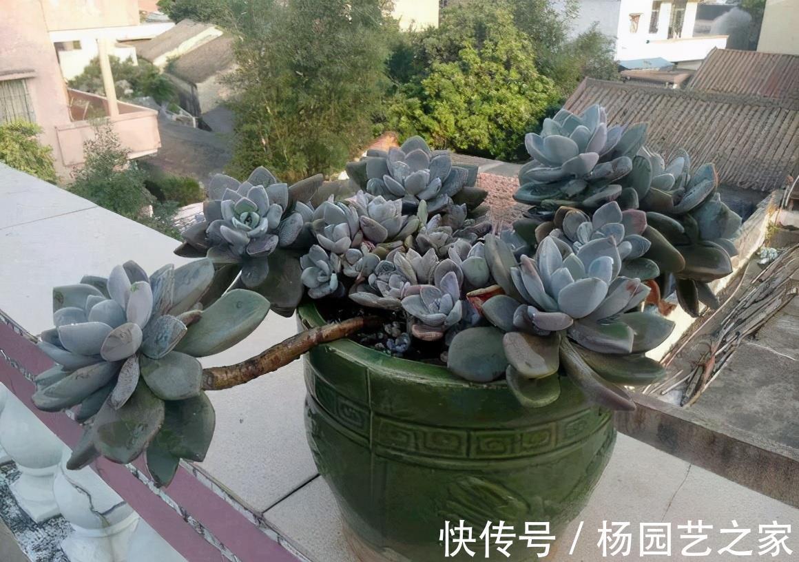 优点|生命力旺盛的冬美人,多肉的优点它全有,轻松就能爬满整个院墙