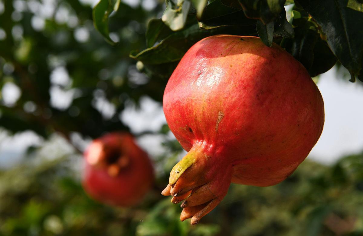 石榴|石榴树如何修剪?掌握4点方法,株型漂亮结果多