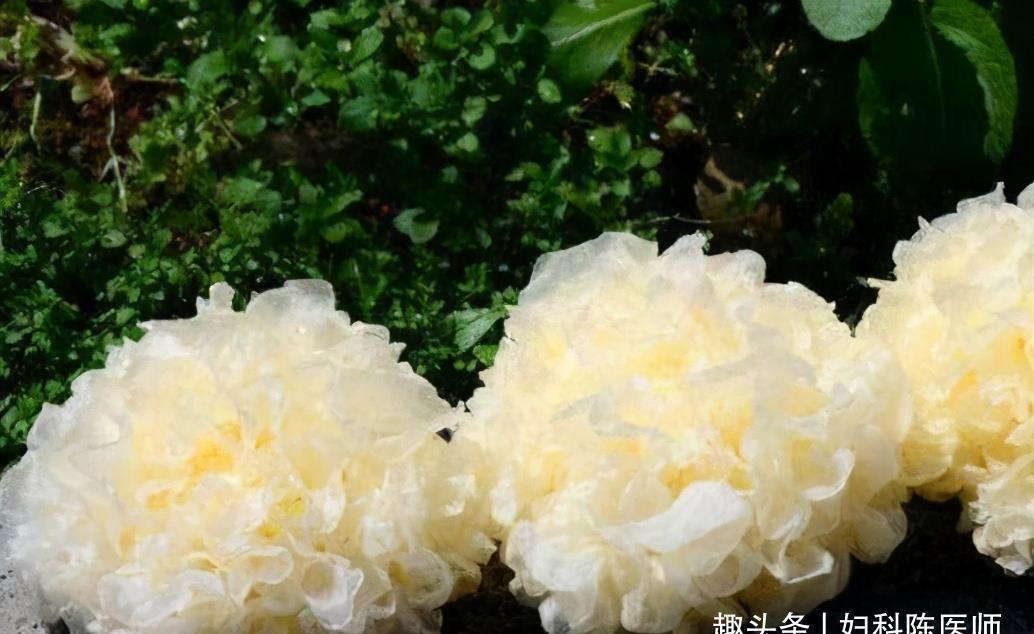 四季豆|夏天不妨常吃3种食物,缓解头痛,补血益气,去皱消斑,早知早好