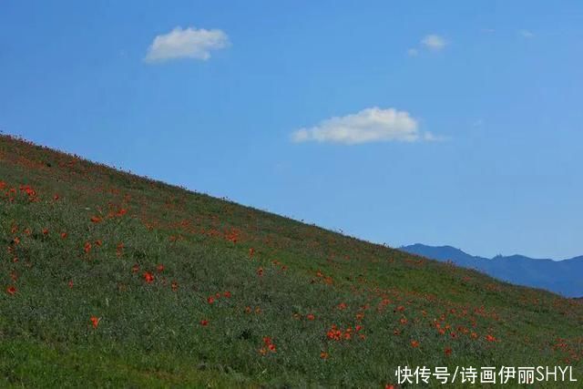 艳压群芳|美丽新疆:天山红花红似火