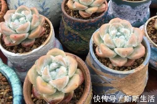 封闭阳台养什么多肉最合适，老花友诚心推荐这12款，省心又漂亮