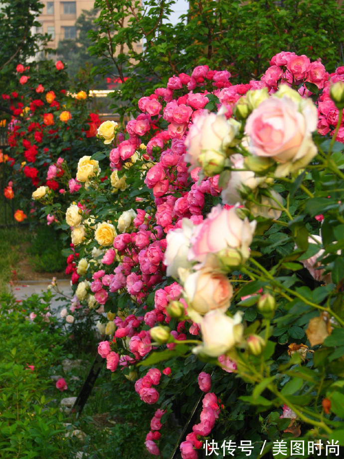 阳台上|为建花园,不顾反对买了一楼带院子,3年的亲手布置朋友都羡慕了