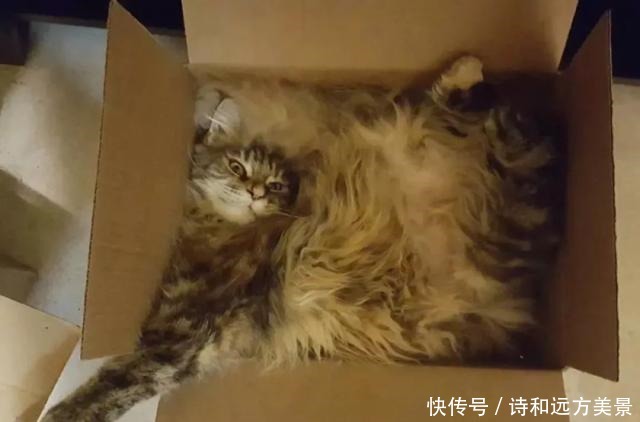 《猫和老鼠》隐藏的秘密，养猫后才知道