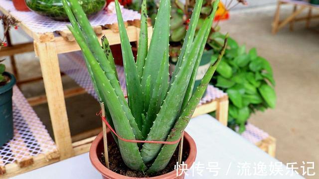 金枝玉叶|7种“富贵花”能活一百年,越养越值钱,家里的“摇钱树”