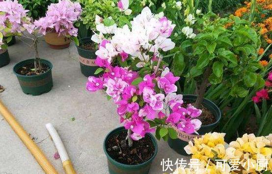 三角梅总黄叶，5个细节要牢记，入冬注意3点，非常省心