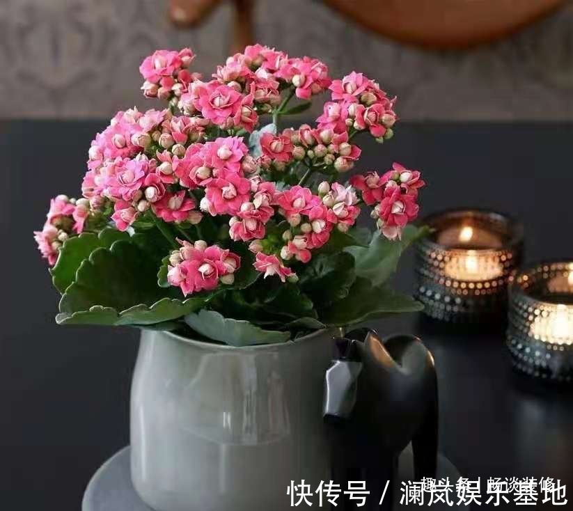 长寿花|养坏了几十盆花，才总结出来的避坑心得，养花新手看这篇就够了