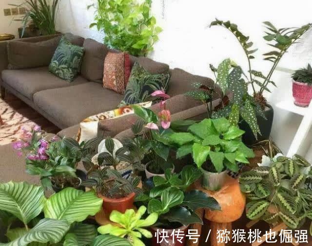 香雪兰|鲜花家里放,花旺“人不旺”,养花4个坑,人不健康,家不旺