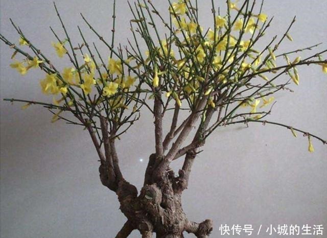 迎春盆景,开始进入生长期,别忘给它做“4件事”!