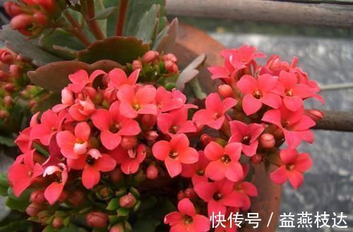 浇水|长寿花种植的历史不长,为什么会受到如此喜爱,长寿花种植技巧