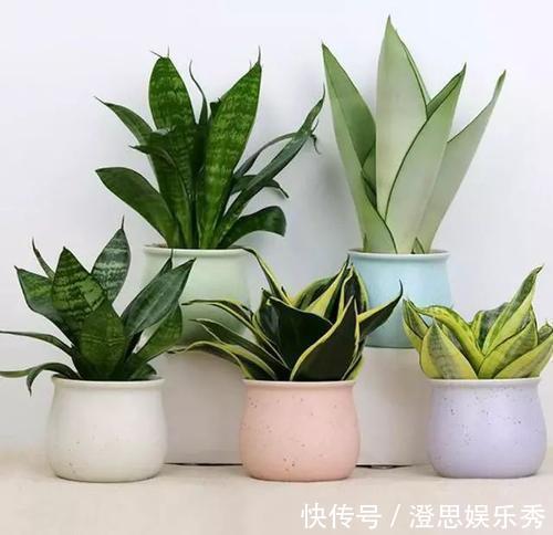 常春藤|6种花,能养人,高档大气有品味,越养越有“好身体”