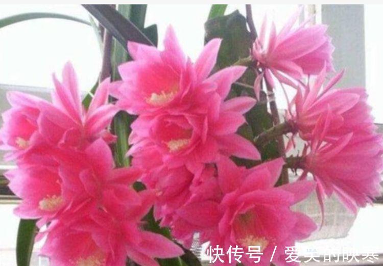 打理|家里阳台必养此款花卉，耐寒易打理，美观又大气，花色艳丽