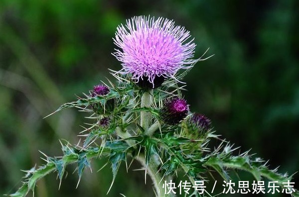 性格|12生肖与性格息息相关,这些生肖天生就“非凡”,可以带来财富!