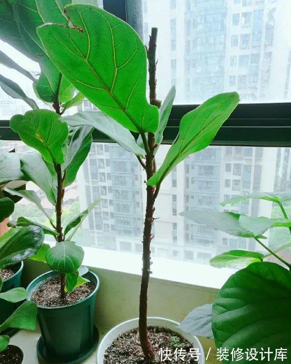 花友|7种花，现在要砍头，冲天炮变成爆炸头